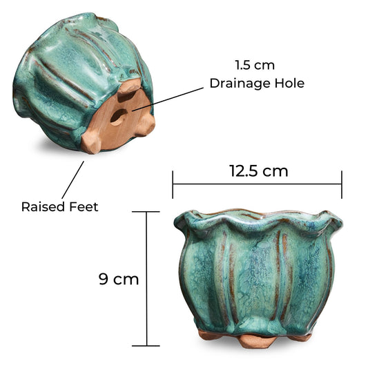 16 Collectors Pack of Succulent Pots