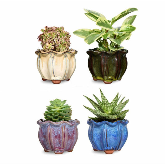 4 Pack of AusGardo Succulent Pots - AusGardo