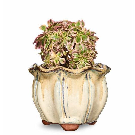 4 Pack of AusGardo Succulent Pots - AusGardo