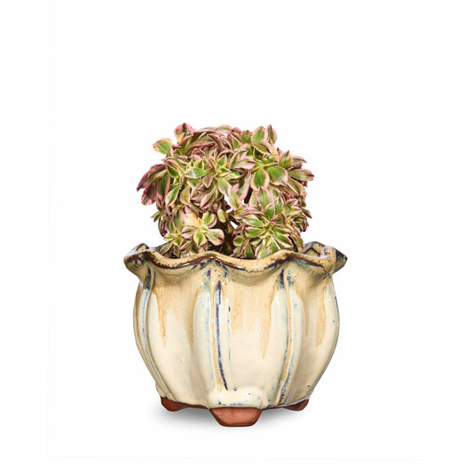 White AusGardo Succulent Pot - AusGardo