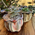 16 Collectors Pack of Succulent Pots