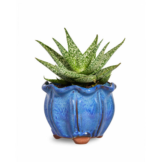 Blue AusGardo Succulent Pot - AusGardo