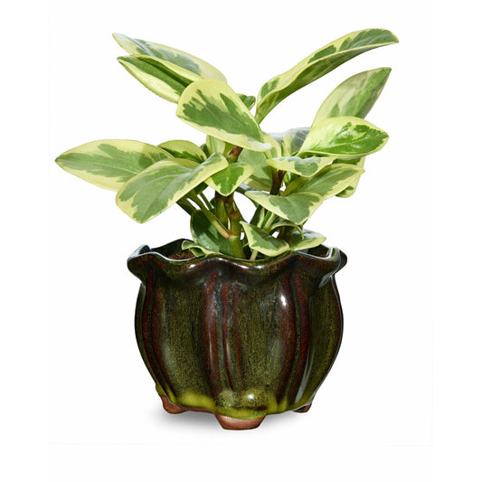 Green AusGardo Succulent Pot - AusGardo