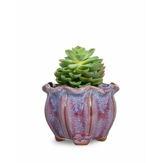 Purple AusGardo Succulent Pot - AusGardo